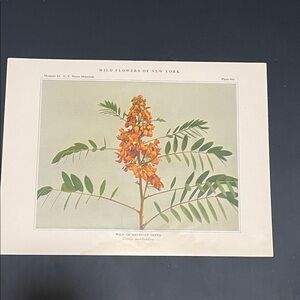 🌹 Wild Flowers Botanical Print